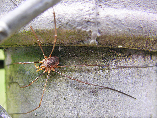 harvestman Phalangium opilio on fence, Rosin Cemetery, Tower Road, Toutle Valley, Cowlitz County, Washington
