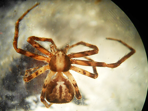 spider Philodromus josemitensis from Tower Bridge River Access, Toutle River, Washington