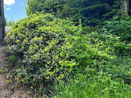 salal at Rosin Cemetery, Tower Road, Toutle Valley, Cowlitz County, Washington