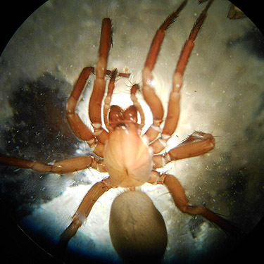 female spider Cicurina simplex from grave vases, Whittle-Hubbard Cemetery, Castle Rock, Washington