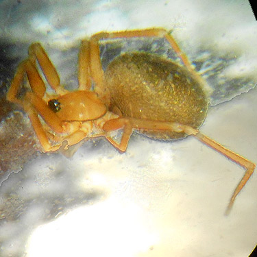 unidentified Walckenaeria spider from litter, Tower Bridge River Access, Toutle River, Washington