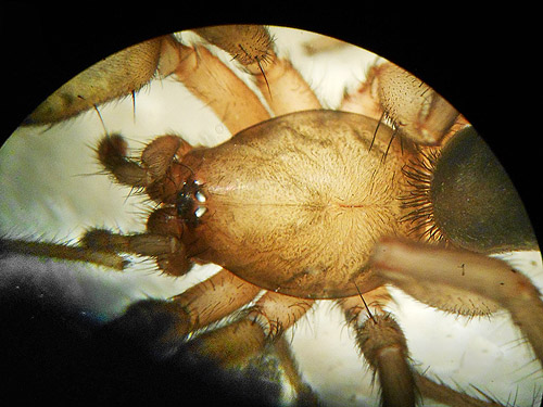 spider Zelotes tenuis from grave vases, Whittle-Hubbard Cemetery, Castle Rock, Washington