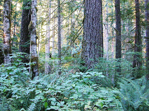 alder-conifer forest, field site on Trapper Creek, Jefferson County, Washington