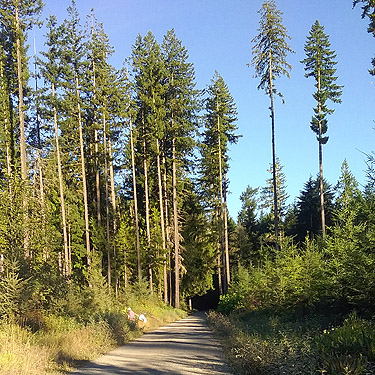 Rod Crawford beating verge flora in clearcut on Snow Creek Road, Jefferson County, Washington