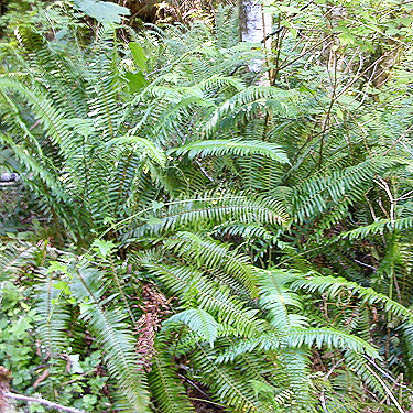 sword fern Polystichum munitum, field site on Trapper Creek, Jefferson County, Washington