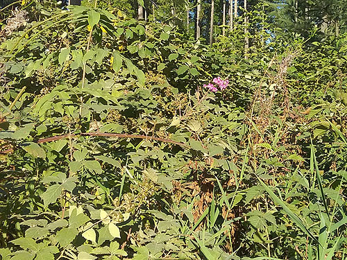 invasive blackberry Rubus armeniacus along road in clearcut on Snow Creek Road, Jefferson County, Washington