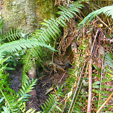 alder litter at base of trunk, field site on Trapper Creek, Jefferson County, Washington
