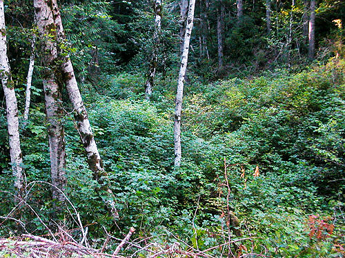 extensive salmonberry stand Rubus spectabilis, field site on Trapper Creek, Jefferson County, Washington
