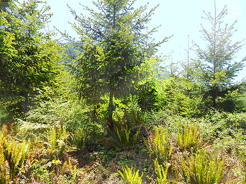 scene in 2012 clearcut, Jefferson Creek spider sample site, Lewis County, Washington