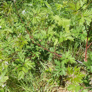 cutleaf blackberry, Jefferson Creek spider sample site, Lewis County, Washington