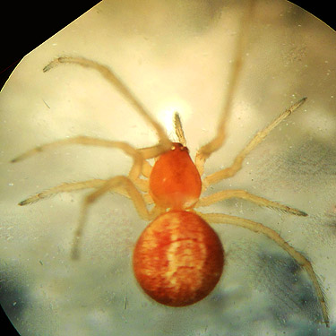 spider Theridion differens, Jefferson Creek spider sample site, Lewis County, Washington
