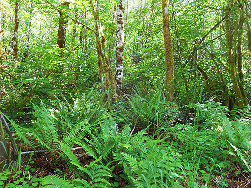 fern understory, Dodge Road forest south of Hwy 508 and Tilton River, Lewis County, Washington