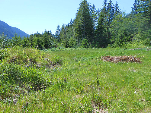 2022 grassy field, Jefferson Creek spider sample site, Lewis County, Washington