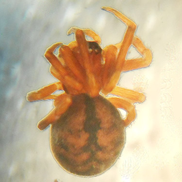 unidentified Grammonota spider from Dodge Road forest south of Hwy 508 and Tilton River, Lewis County, Washington