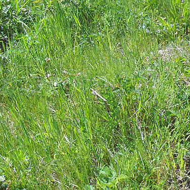 grass in 2022 field, Jefferson Creek spider sample site, Lewis County, Washington