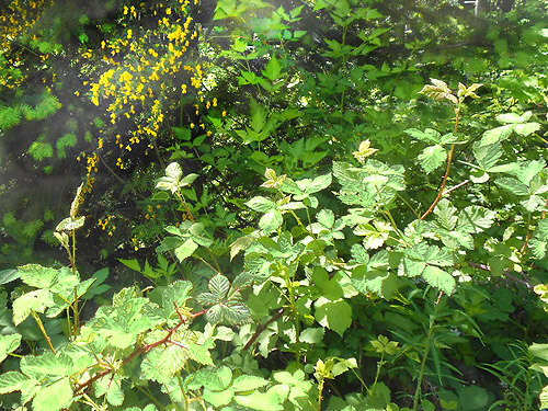 himalayan blackberry and Scots broom, Jefferson Creek spider sample site, Lewis County, Washington