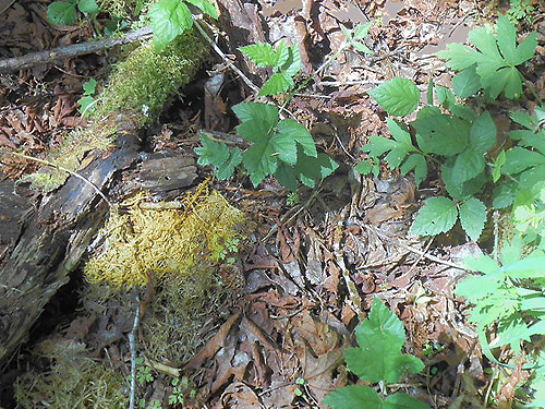leaf litter, Dodge Road forest south of Hwy 508 and Tilton River, Lewis County, Washington