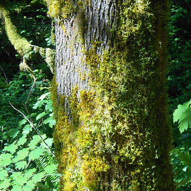 tree trunk moss, Dodge Road forest south of Hwy 508 and Tilton River, Lewis County, Washington