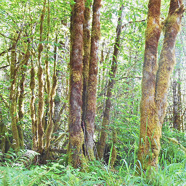 mossy tree trunks, Dodge Road forest south of Hwy 508 and Tilton River, Lewis County, Washington