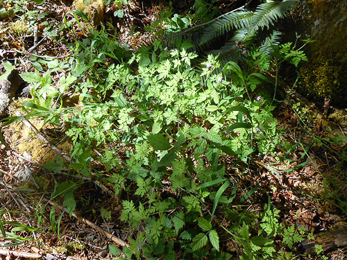 understory in riparian buffer, Jefferson Creek spider sample site, Lewis County, Washington