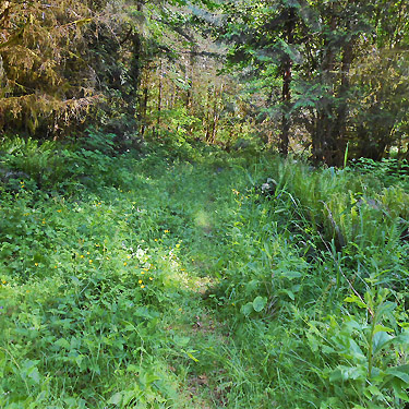 grassy abandoned roadbed, Dodge Road forest south of Hwy 508 and Tilton River, Lewis County, Washington