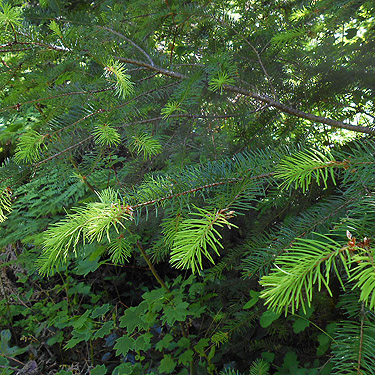 shade among 2012 trees, Jefferson Creek spider sample site, Lewis County, Washington