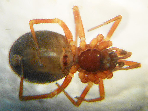 female spider Spirembolus abnormis, Dodge Road forest south of Hwy 508 and Tilton River, Lewis County, Washington