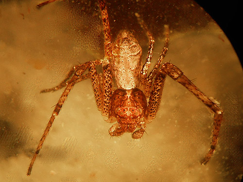spider Tmarus angulatus, Jefferson Creek spider sample site, Lewis County, Washington