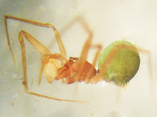 rare male spider Usofila pacifica, Dodge Road forest south of Hwy 508 and Tilton River, Lewis County, Washington