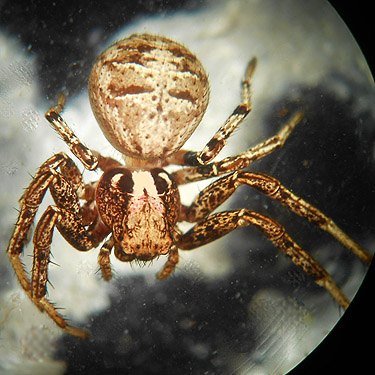 crab sider Xysticus montanensis from roadside verge, Dodge Road forest south of Hwy 508 and Tilton River, Lewis County, Washington