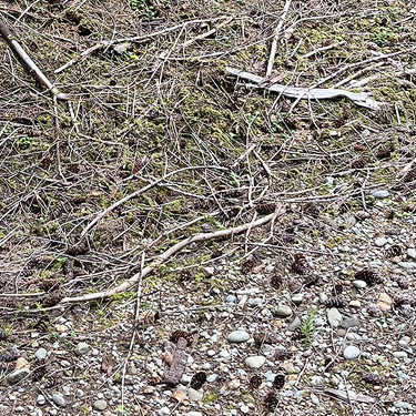 Douglas-fir cones under forest near East Fork Hoquiam River, Washington