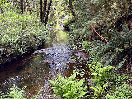 unnamed creek, tributary of  East Fork Hoquiam River, Washington