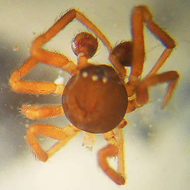 front half of an unusual male Dipoena spider, forest near East Fork Hoquiam River, Washington