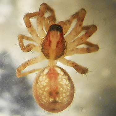 Dirksia cinctipes spider from plastic cone, forest near East Fork Hoquiam River, Washington