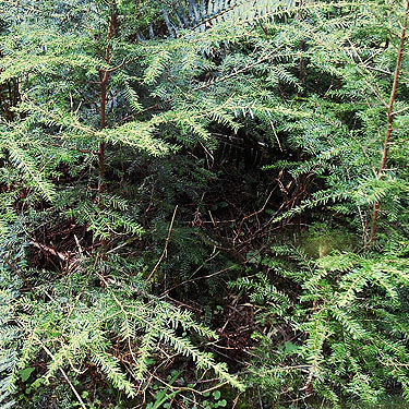 western hemlock foliage beside road, near upper East Fork Hoquiam River, Washington