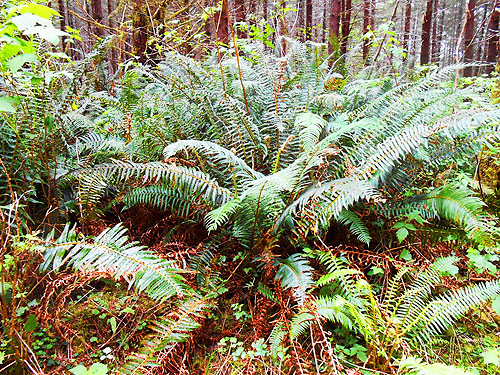 fern understory of upland forest, near upper East Fork Hoquiam River, Washington