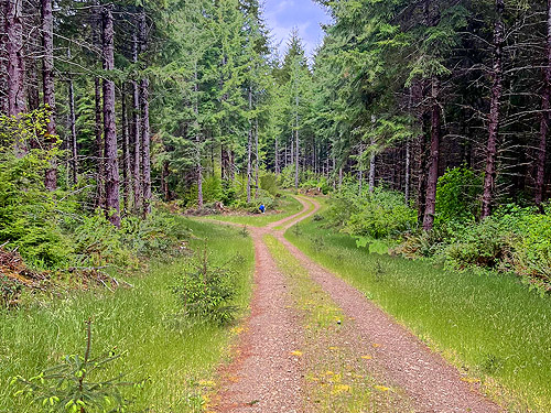 fork in timber road near upper East Fork of Hoquiam River, Washington