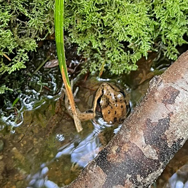 red-legged frog in creek water, forest near East Fork Hoquiam River, Washington