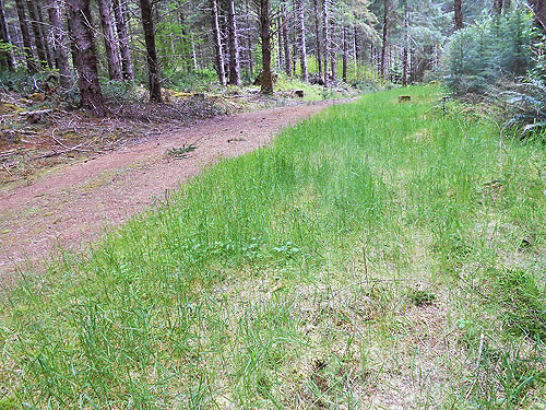 grassy road shoulders near upper East Fork Hoquiam River, Washington