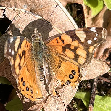 painted lady butterfly Vanessa cardui forest near East Fork Hoquiam River, Washington