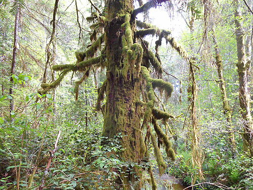 mossy tree in riparian forest near East Fork Hoquiam River, Washington