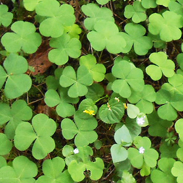 Oxalis oregana understory in forest near East Fork Hoquiam River, Washington