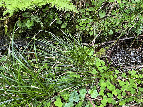 shoreline foliage, riparian forest near East Fork Hoquiam River, Washington