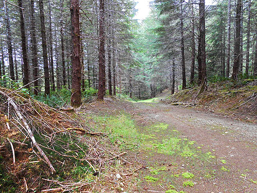 road along unnamed tributary near upper East Fork Hoquiam River, Washington