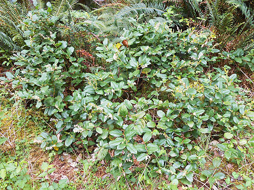 roadside salal foliage, near upper East Fork Hoquiam River, Washington