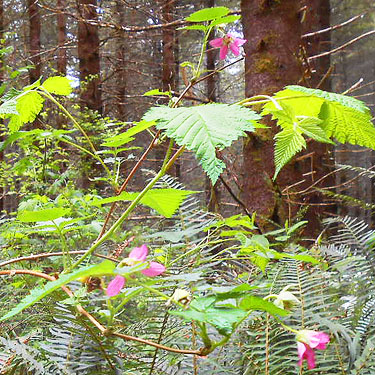 salmonberry Rubus spectabilis in bloom, near upper East Fork of Hoquiam River, Washington