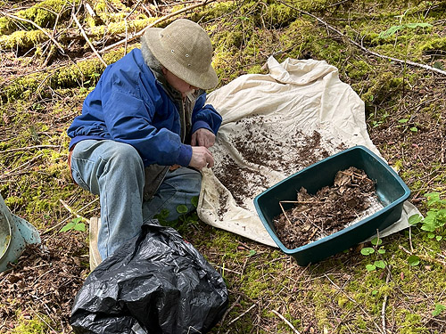 Rod Crawford sifting leaf litter, forest near East Fork Hoquiam River, Washington