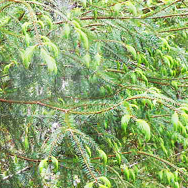 foliage of roadside Sitka spruce, near upper East Fork Hoquiam River, Washington