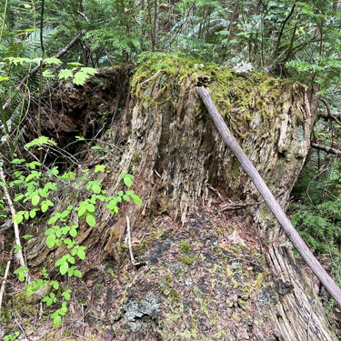 nurse stump in riparian forest near East Fork Hoquiam River, Washington