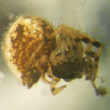 female Trogloneta spider from moss, forest near East Fork Hoquiam River, Washington